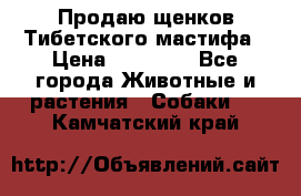 Продаю щенков Тибетского мастифа › Цена ­ 45 000 - Все города Животные и растения » Собаки   . Камчатский край